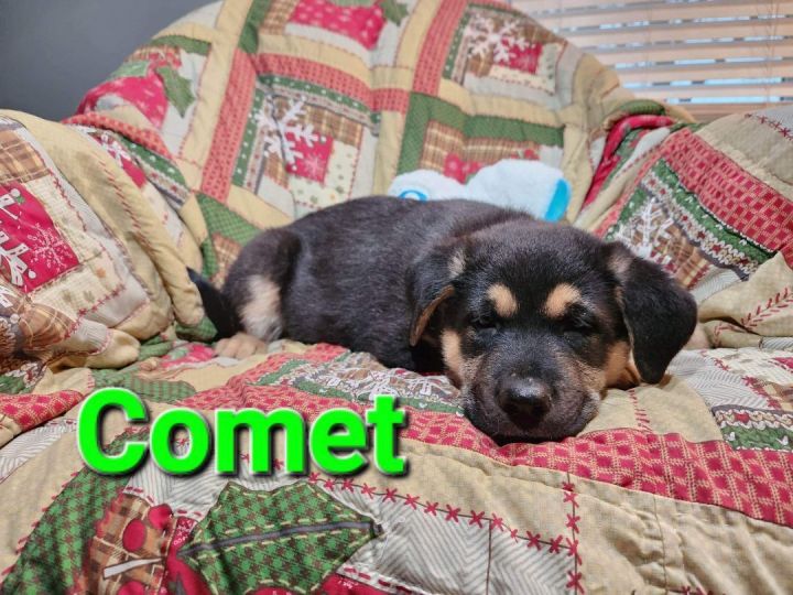 Comet, an adopted German Shepherd Dog Mix in Omaha, NE_image-1