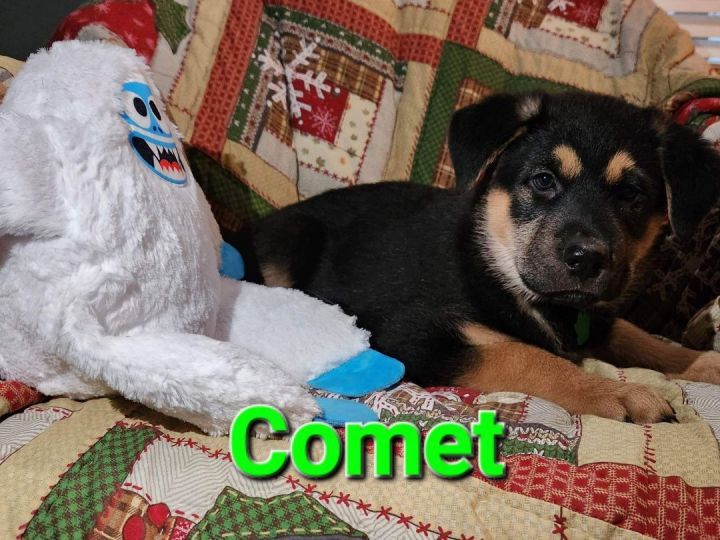 Comet, an adopted German Shepherd Dog Mix in Omaha, NE_image-4