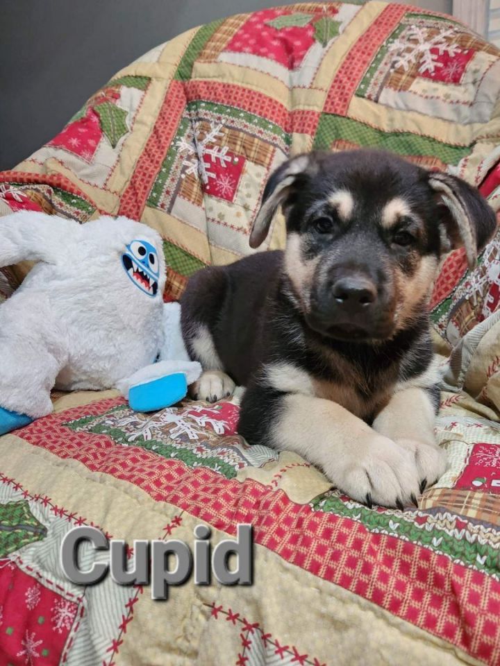 Cupid, an adopted German Shepherd Dog Mix in Omaha, NE_image-3