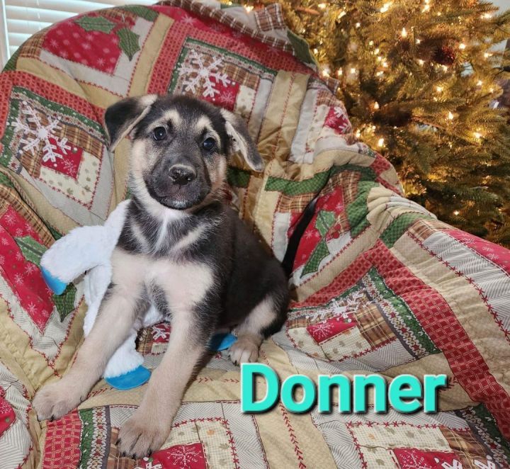 Donner, an adopted German Shepherd Dog Mix in Omaha, NE_image-2