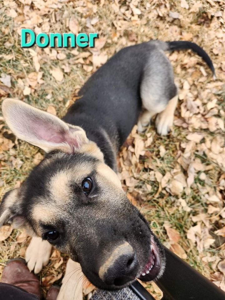 Donner, an adopted German Shepherd Dog Mix in Omaha, NE_image-3