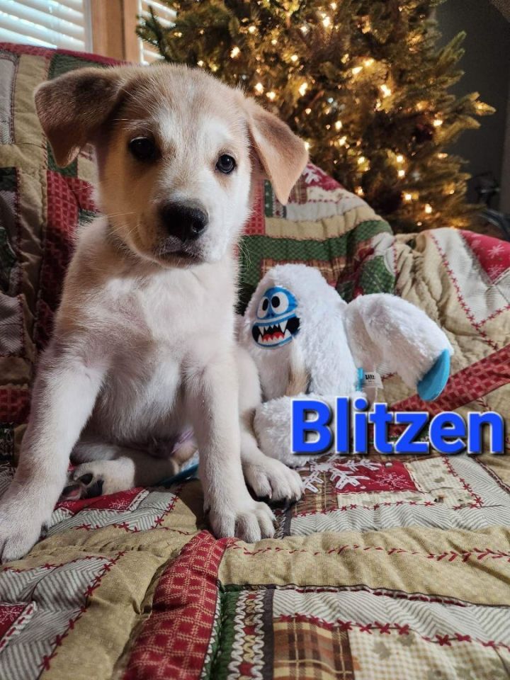 Blitzen, an adopted German Shepherd Dog Mix in Omaha, NE_image-1