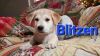 Blitzen