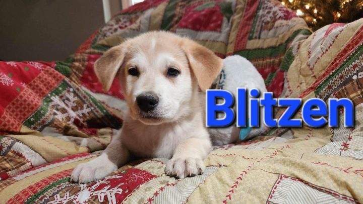 Blitzen, an adopted German Shepherd Dog Mix in Omaha, NE_image-3