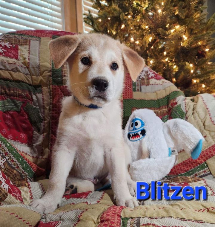 Blitzen, an adopted German Shepherd Dog Mix in Omaha, NE_image-4