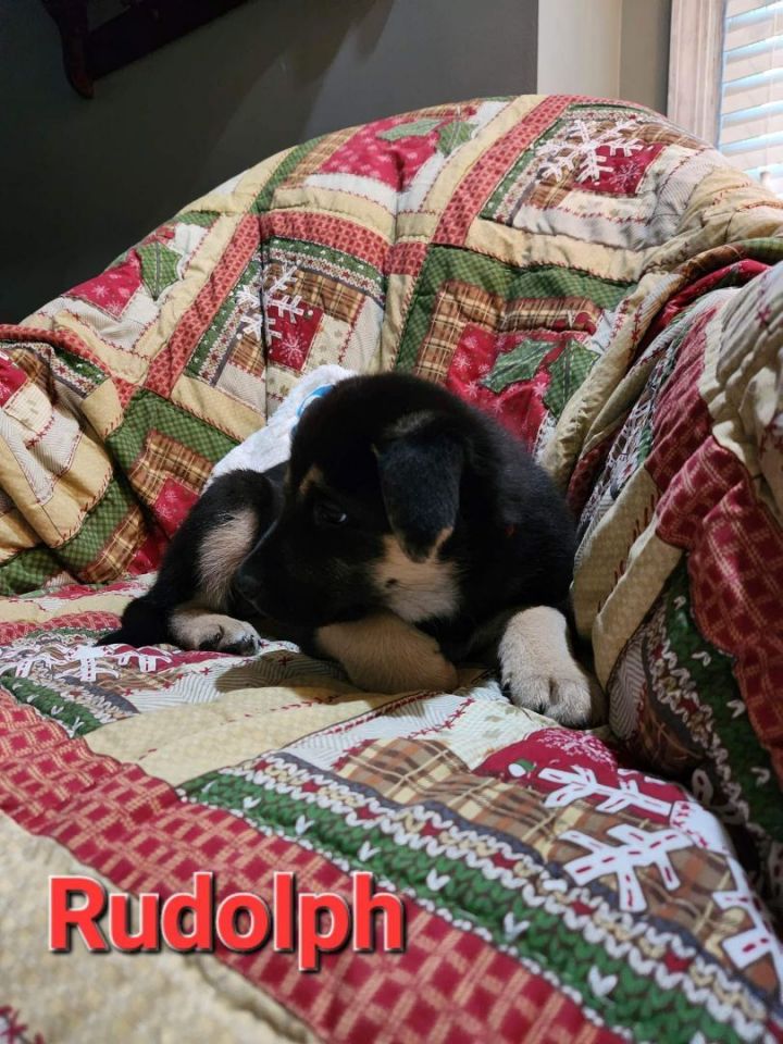 Rudolph, an adopted German Shepherd Dog Mix in Omaha, NE_image-3