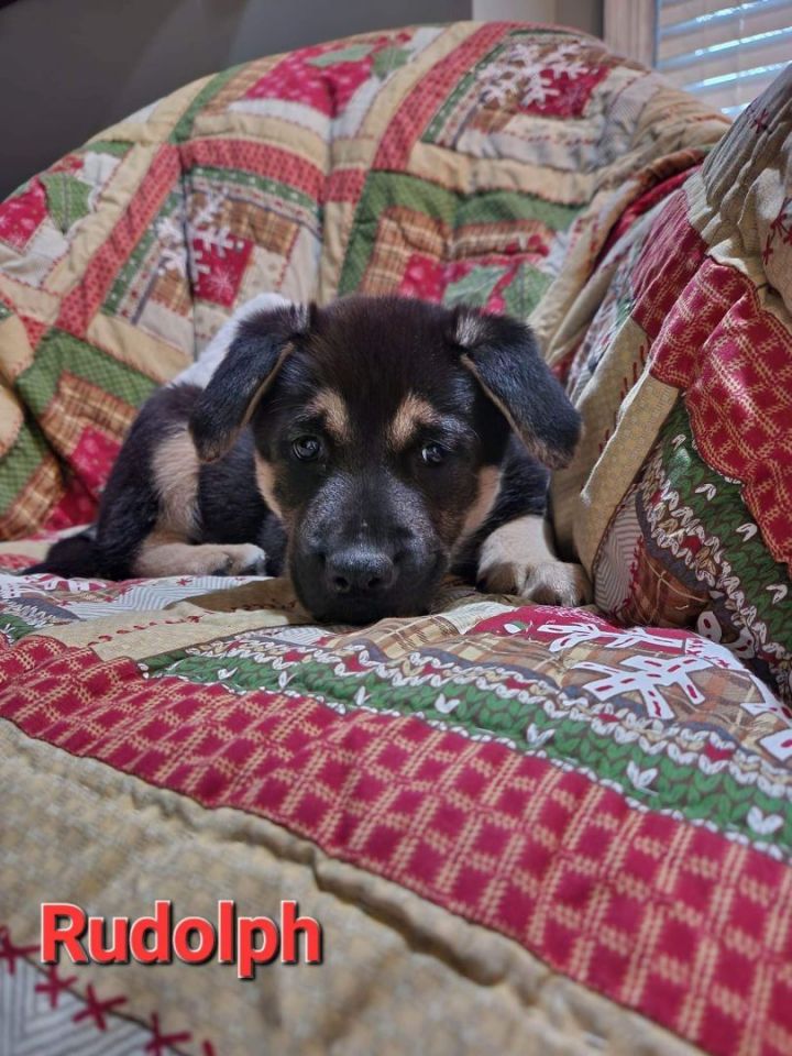 Rudolph, an adopted German Shepherd Dog Mix in Omaha, NE_image-4