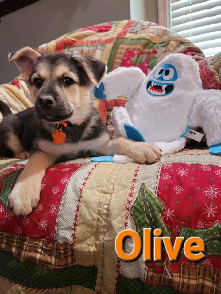 Olive, an adopted German Shepherd Dog Mix in Omaha, NE_image-2