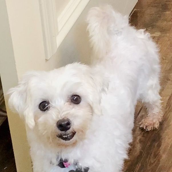 Addison, an adopted Maltese in Oklahoma City, OK_image-1
