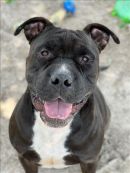 BURTON's profile on Petfinder.com