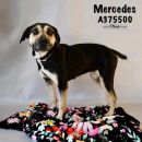 MERCEDES's profile on Petfinder.com