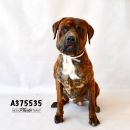 ROLAND's profile on Petfinder.com