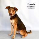 ZOOMIE's profile on Petfinder.com
