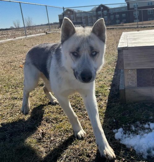 Legitim Demokrati ris Dog for adoption - Dash, a Siberian Husky Mix in Belvidere, IL | Petfinder