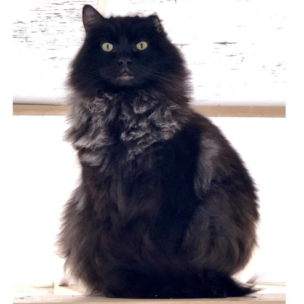 Depp, an adoptable Domestic Long Hair in Kanab, UT, 84741 | Photo Image 2