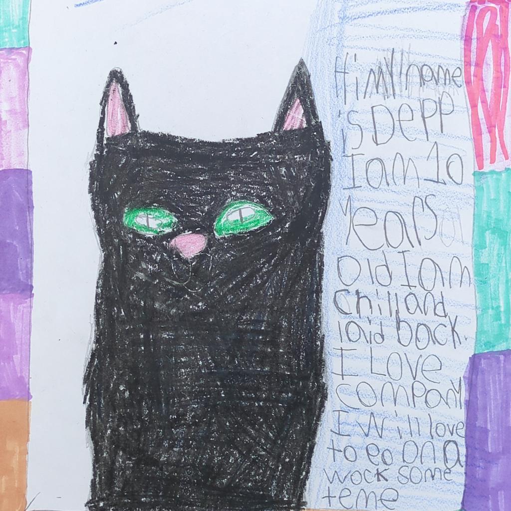 Depp, an adoptable Domestic Long Hair in Kanab, UT, 84741 | Photo Image 2