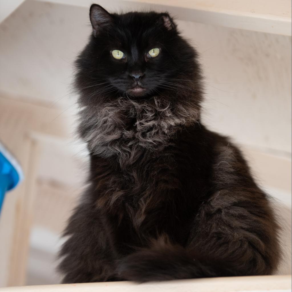 Depp, an adoptable Domestic Long Hair in Kanab, UT, 84741 | Photo Image 4
