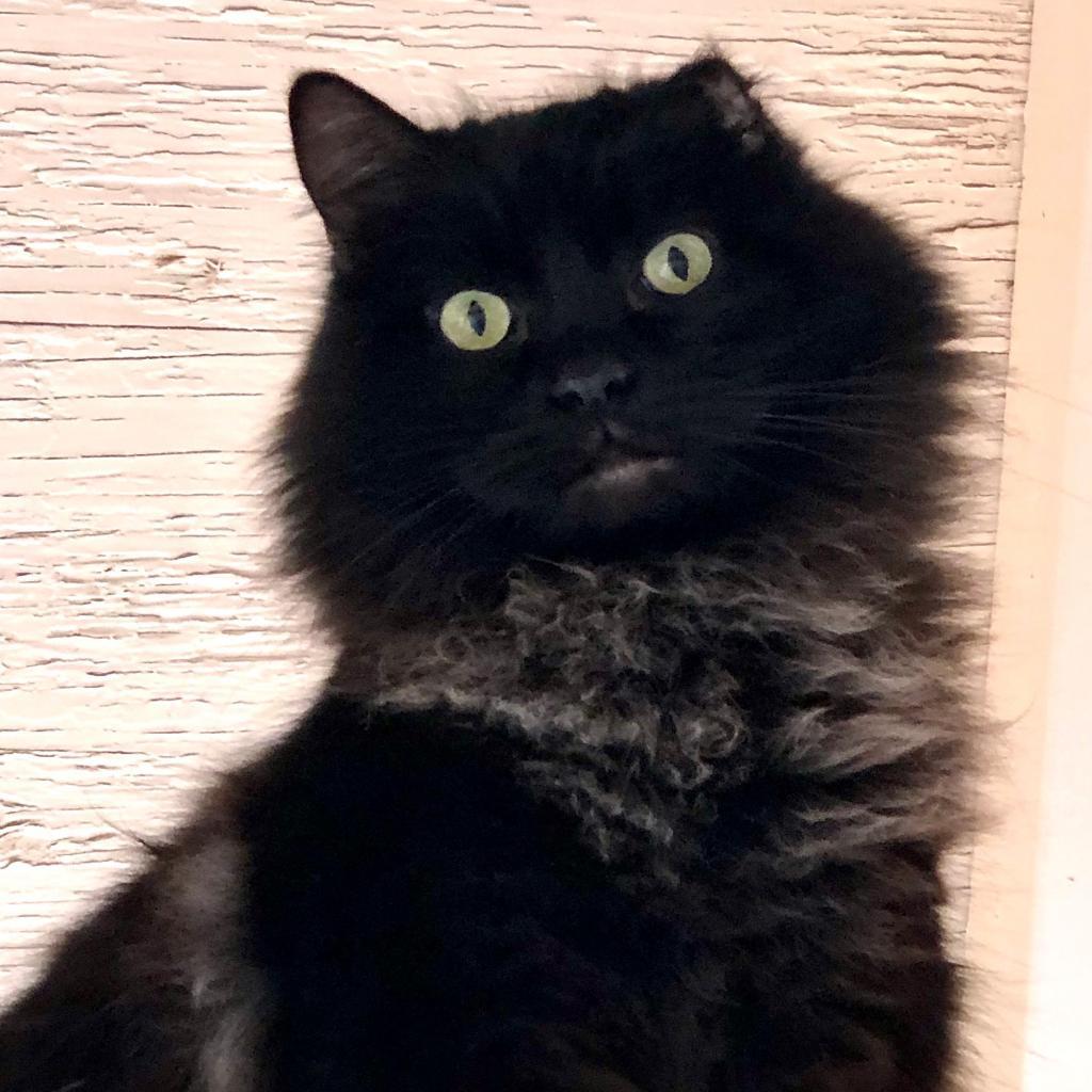 Depp, an adoptable Domestic Long Hair in Kanab, UT, 84741 | Photo Image 5