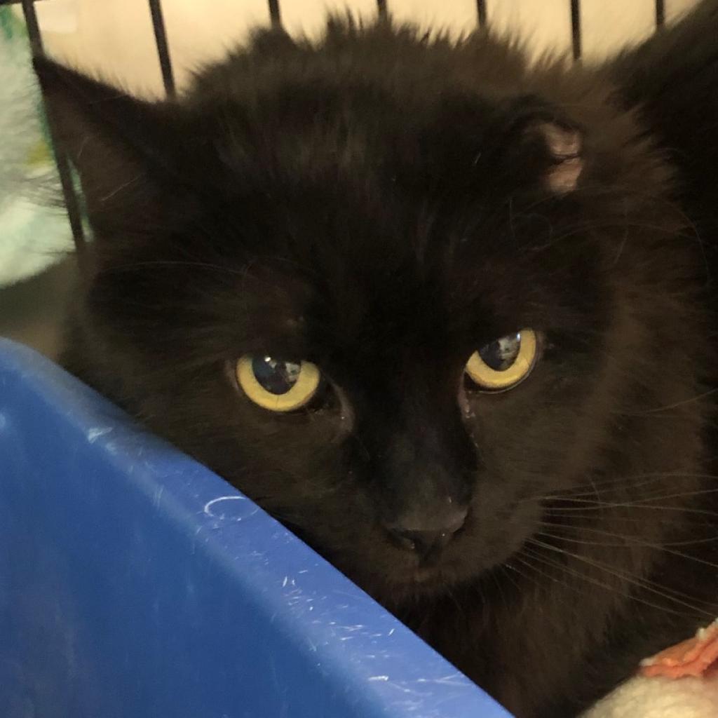 Depp, an adoptable Domestic Long Hair in Kanab, UT, 84741 | Photo Image 6