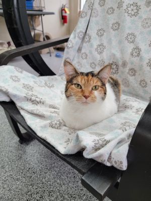 Gabriella