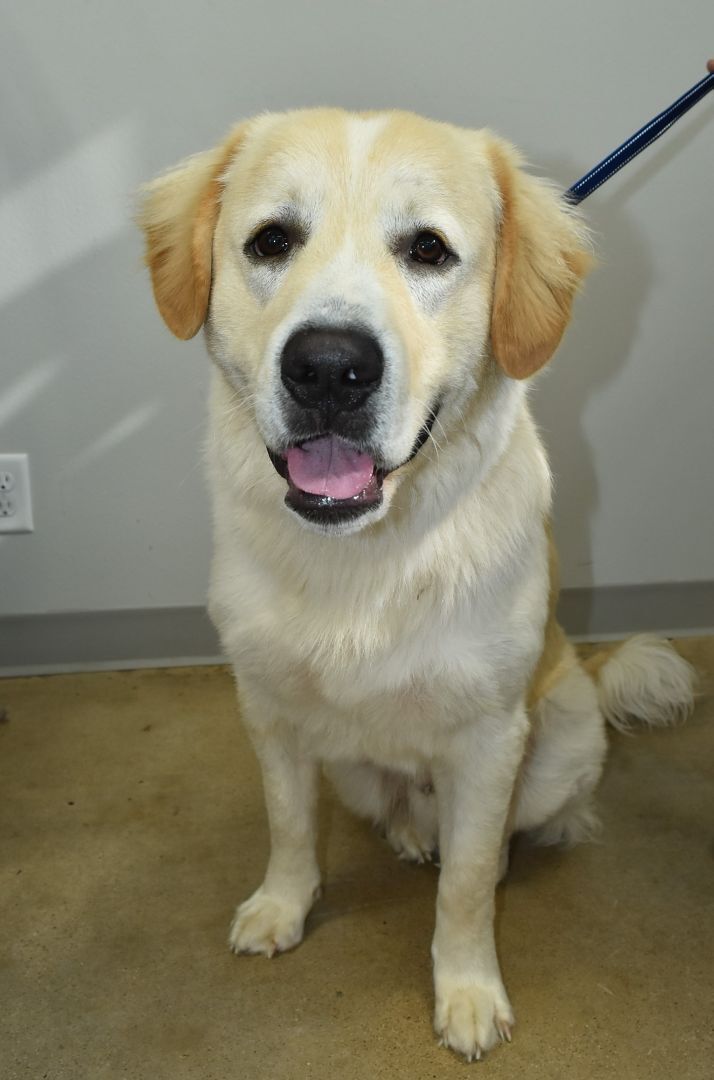 Butter, an adopted Great Pyrenees & Golden Retriever Mix in Tyler, TX_image-2