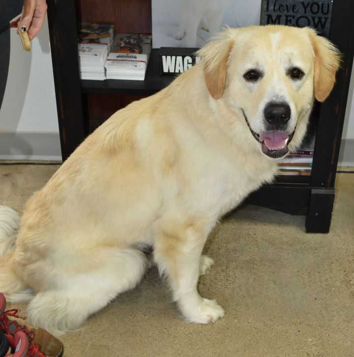 Butter, an adopted Great Pyrenees & Golden Retriever Mix in Tyler, TX_image-3