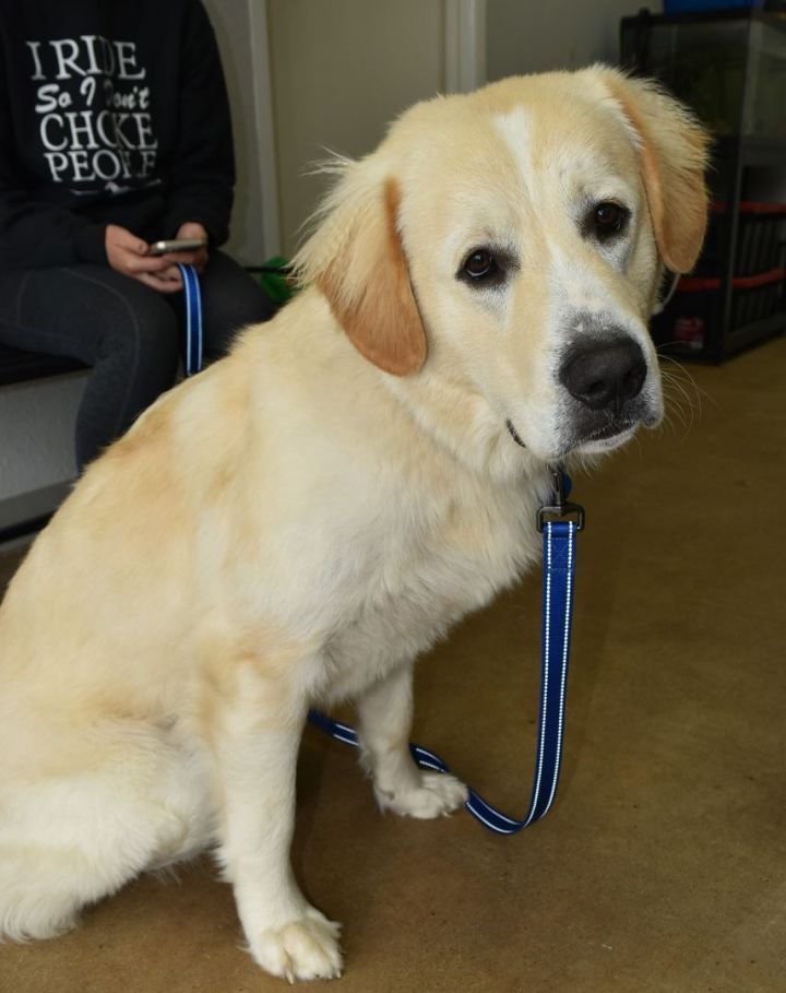 Butter, an adopted Great Pyrenees & Golden Retriever Mix in Tyler, TX_image-4