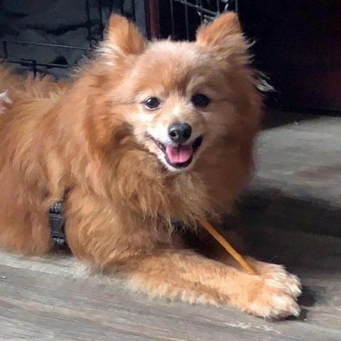 Buddy, an adoptable Pomeranian in Newton, IA, 50208 | Photo Image 1