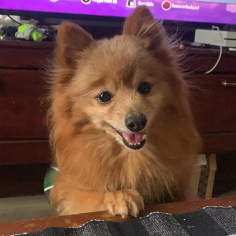 Buddy, an adoptable Pomeranian in Newton, IA, 50208 | Photo Image 3