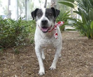 PINTO Mixed Breed Dog