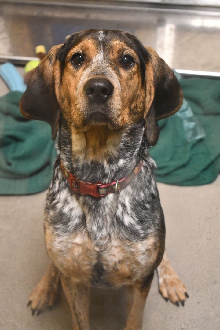 Daisy, an adoptable Bluetick Coonhound Mix in Bellingham, WA_image-3