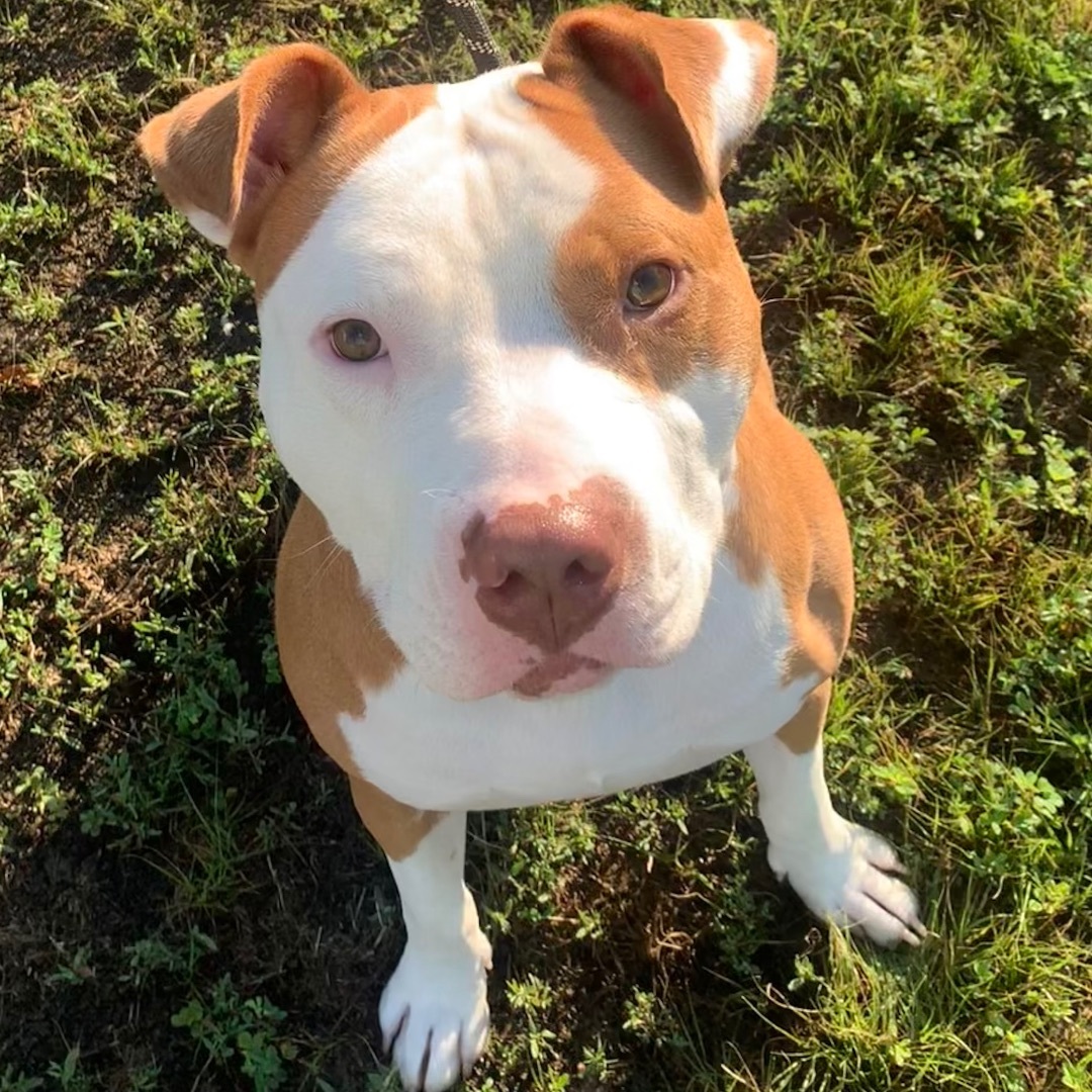 Buddy, an adoptable American Bulldog in Trenton, MO, 64683 | Photo Image 1