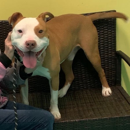 Buddy, an adoptable American Bulldog in Trenton, MO, 64683 | Photo Image 4