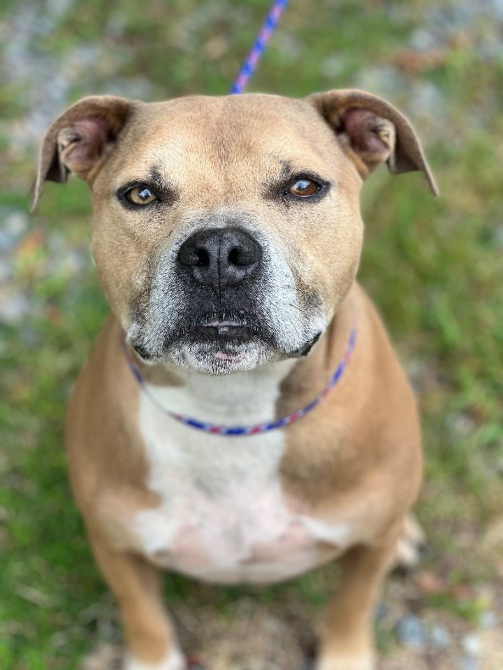 Dog for adoption - Pork Chop, a Pit Bull Terrier in Fredericksburg, VA ...