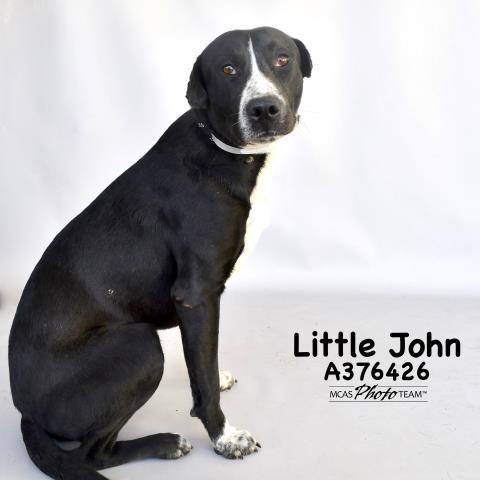 LITTLE JOHN, an adoptable Labrador Retriever & Pit Bull Terrier Mix in Conroe, TX_image-1