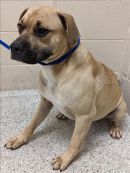 DEXTER's profile on Petfinder.com