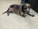 ELO's profile on Petfinder.com