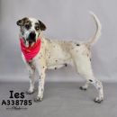 IES's profile on Petfinder.com