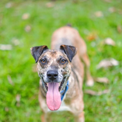 Denali, an adoptable Mixed Breed in Kailua Kona, HI, 96740 | Photo Image 1