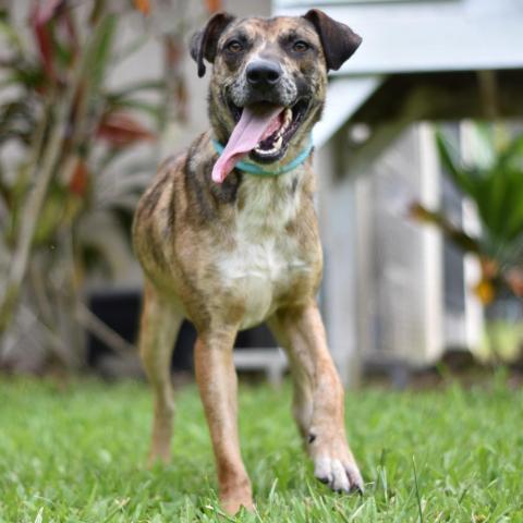 Denali, an adoptable Mixed Breed in Kailua Kona, HI, 96740 | Photo Image 2
