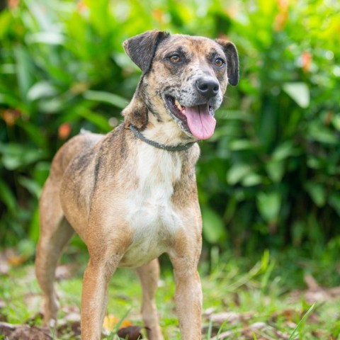 Denali, an adoptable Mixed Breed in Kailua Kona, HI, 96740 | Photo Image 3