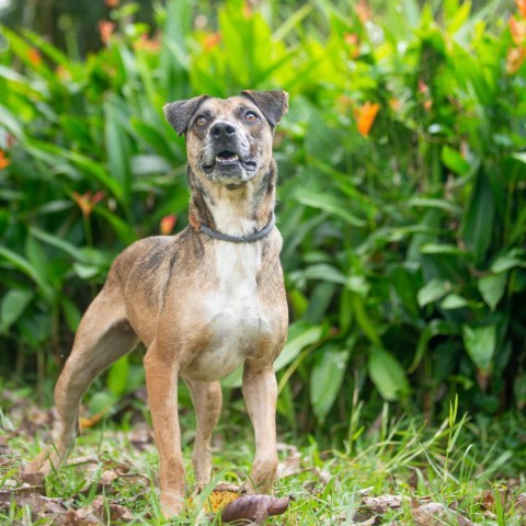 Denali, an adoptable Mixed Breed in Kailua Kona, HI, 96740 | Photo Image 3