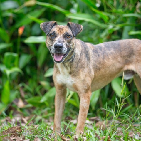 Denali, an adoptable Mixed Breed in Kailua Kona, HI, 96740 | Photo Image 4