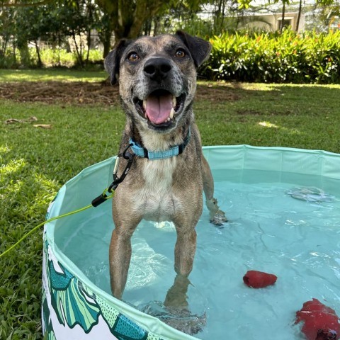 Denali, an adoptable Mixed Breed in Kailua Kona, HI, 96740 | Photo Image 4