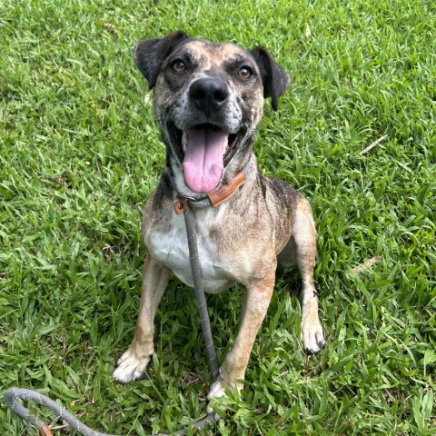 Denali, an adoptable Mixed Breed in Kailua Kona, HI, 96740 | Photo Image 5