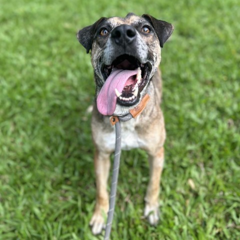 Denali, an adoptable Mixed Breed in Kailua Kona, HI, 96740 | Photo Image 6