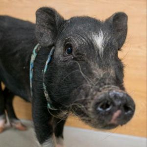 Waffles, Senior Female unknown