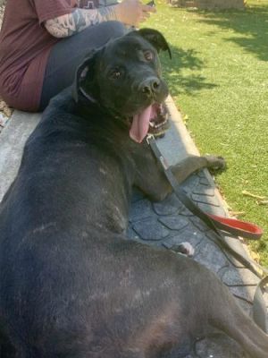 Great dane cane store corso mix puppies