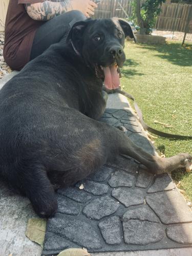 Cane corso hot sale dane mix