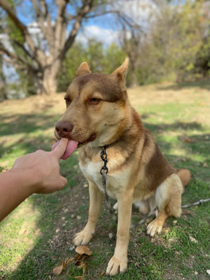 Desi german cheap shepherd dog